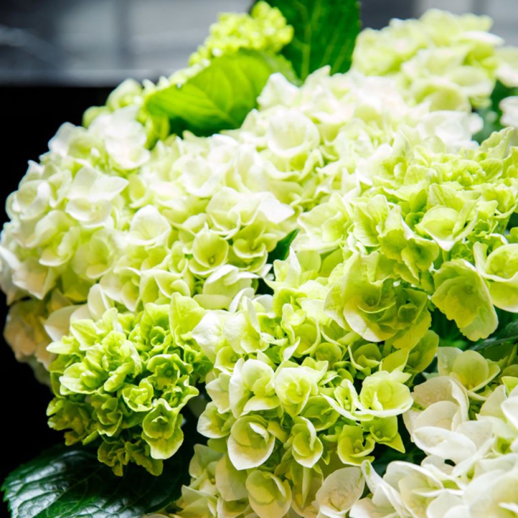 Jalohortensia Elegant Rosa