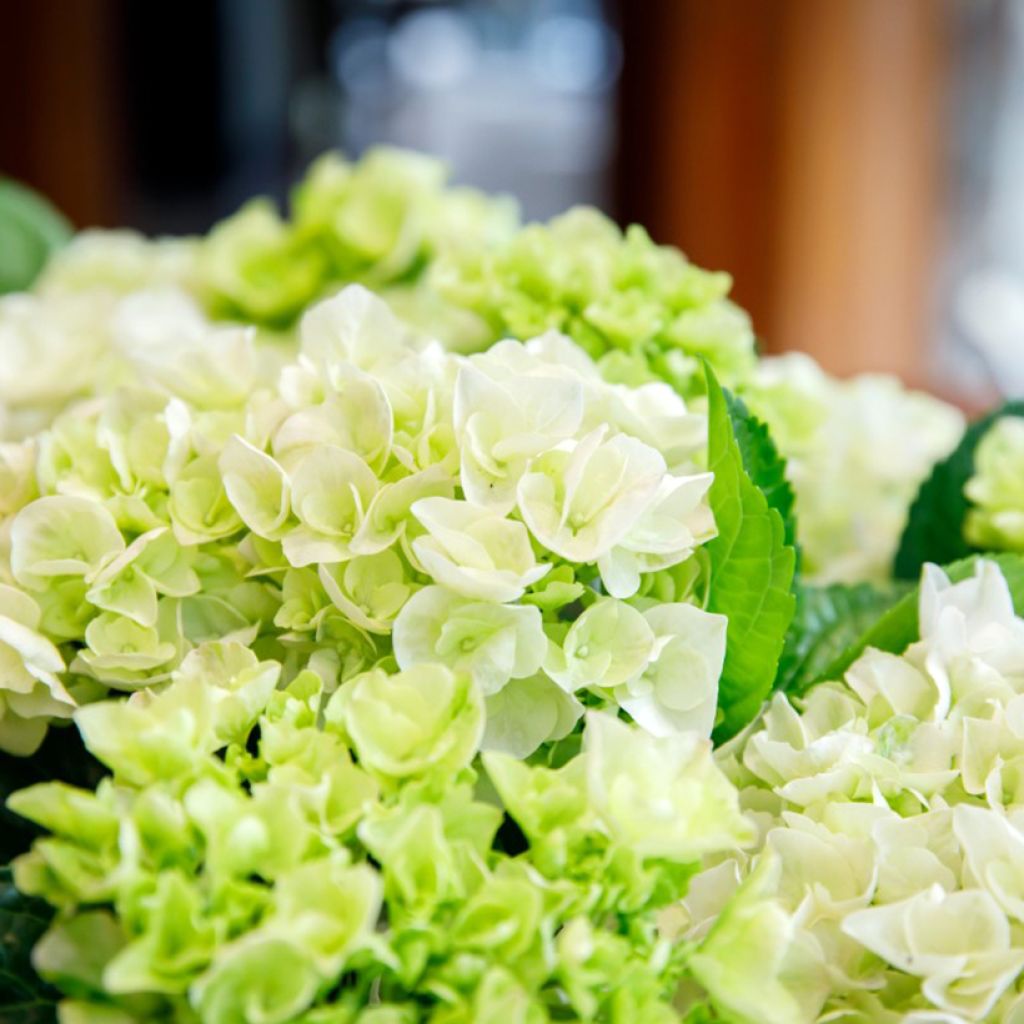 Jalohortensia Elegant Rosa