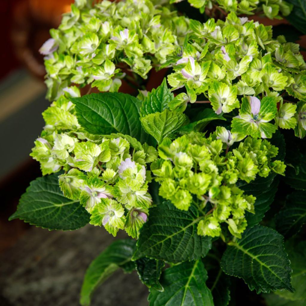 Jalohortensia Vibrant Verde