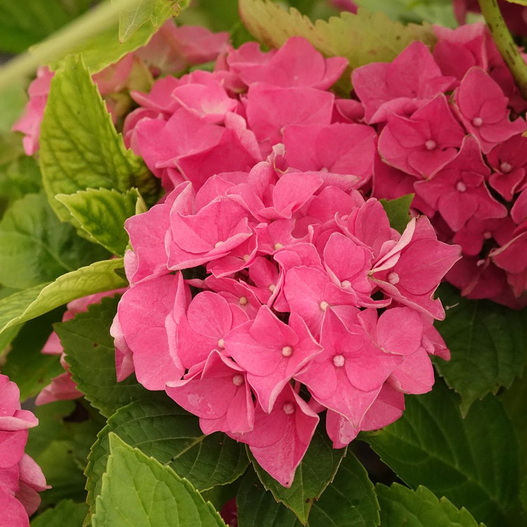 Jalohortensia Renate Steiniger
