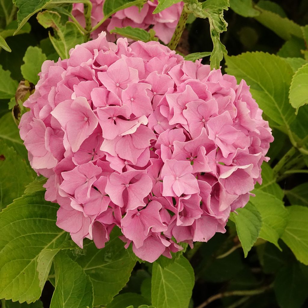 Jalohortensia Renate Steiniger
