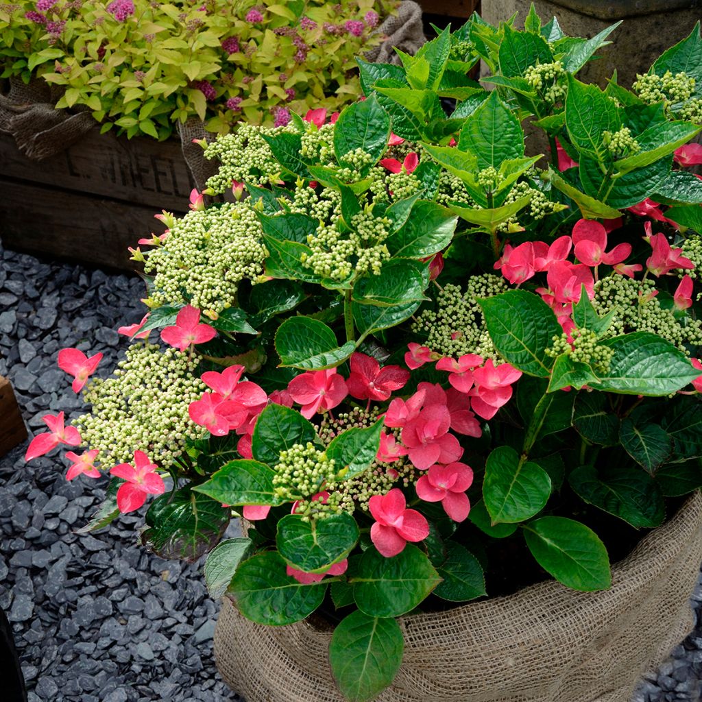 Jalohortensia Rotschwanz