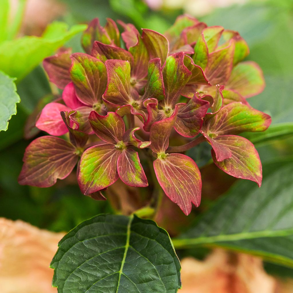 Jalohortensia Schloss Wackerbarth
