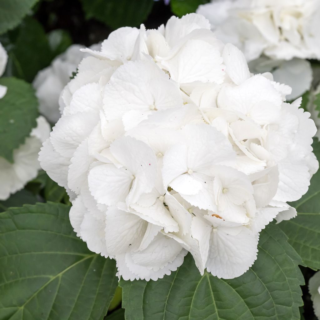 Jalohortensia Schneeball