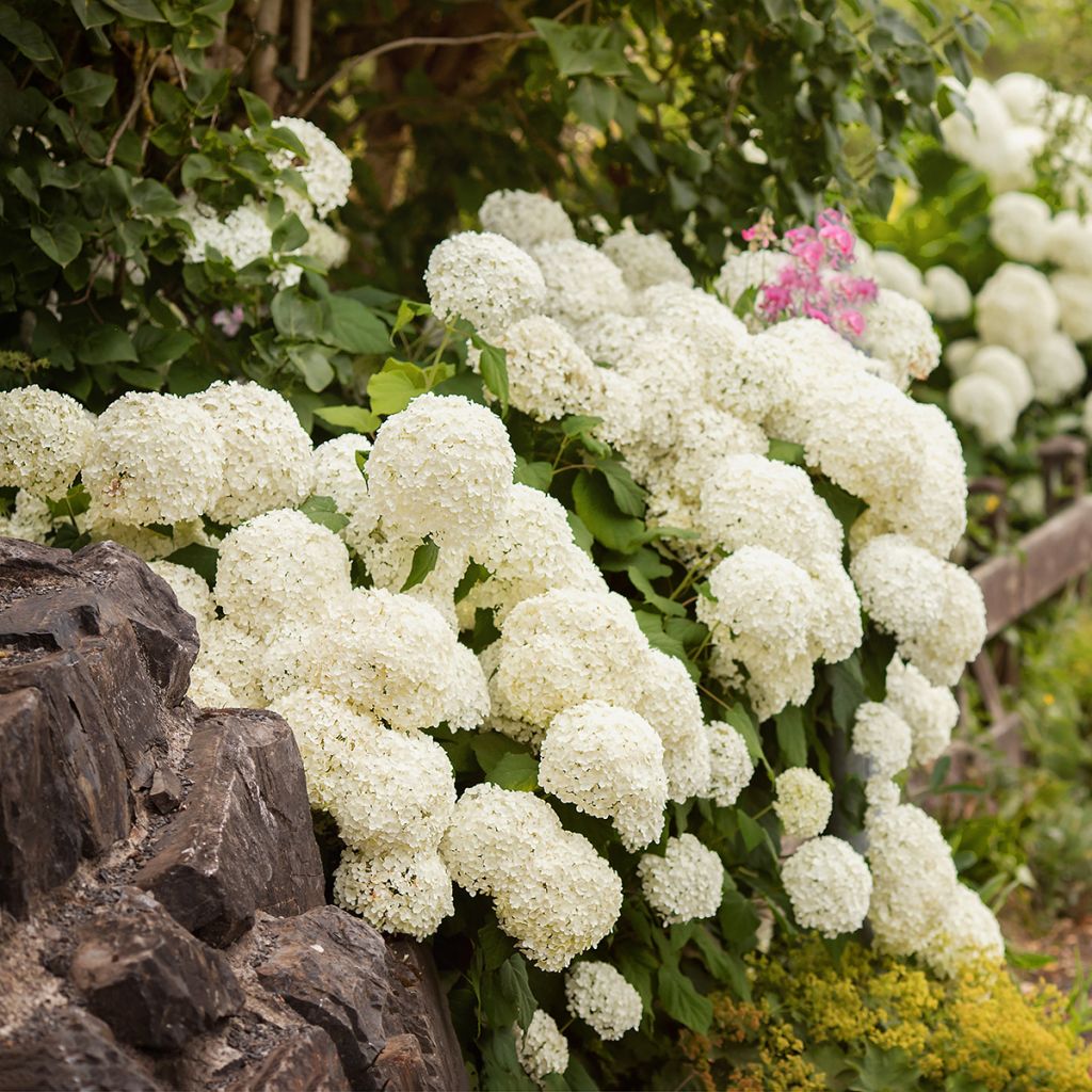 Jalohortensia Schneeball