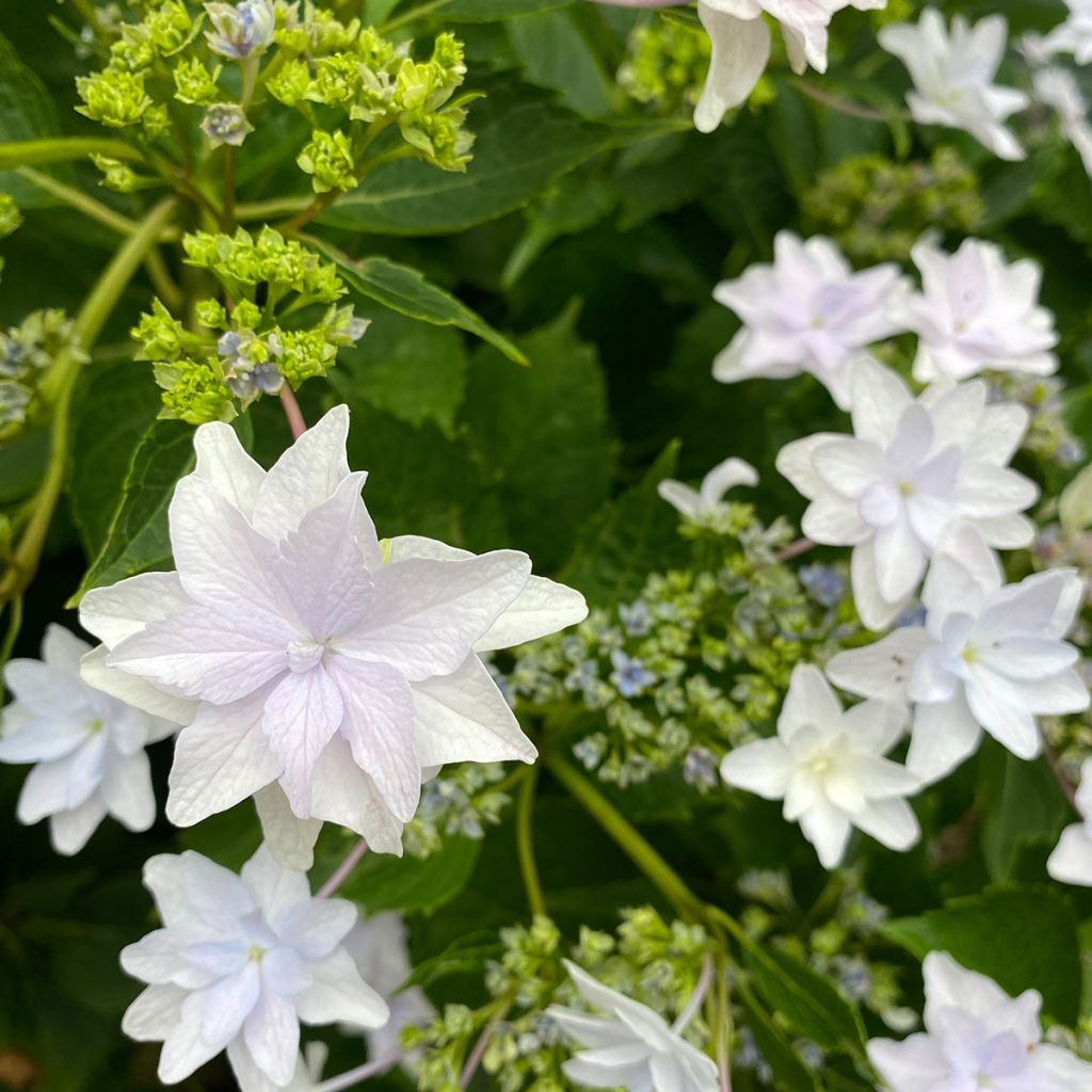 Jalohortensia Shooting Star