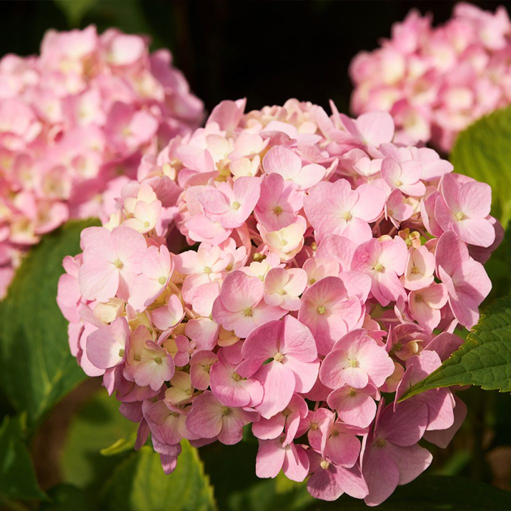 Jalohortensia Soft Pink Salsa