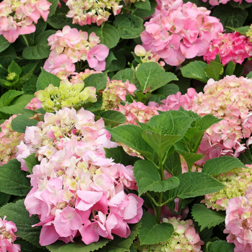 Jalohortensia Soft Pink Salsa
