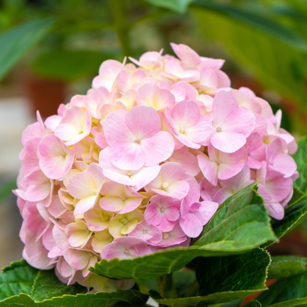 Jalohortensia Soft Pink Salsa