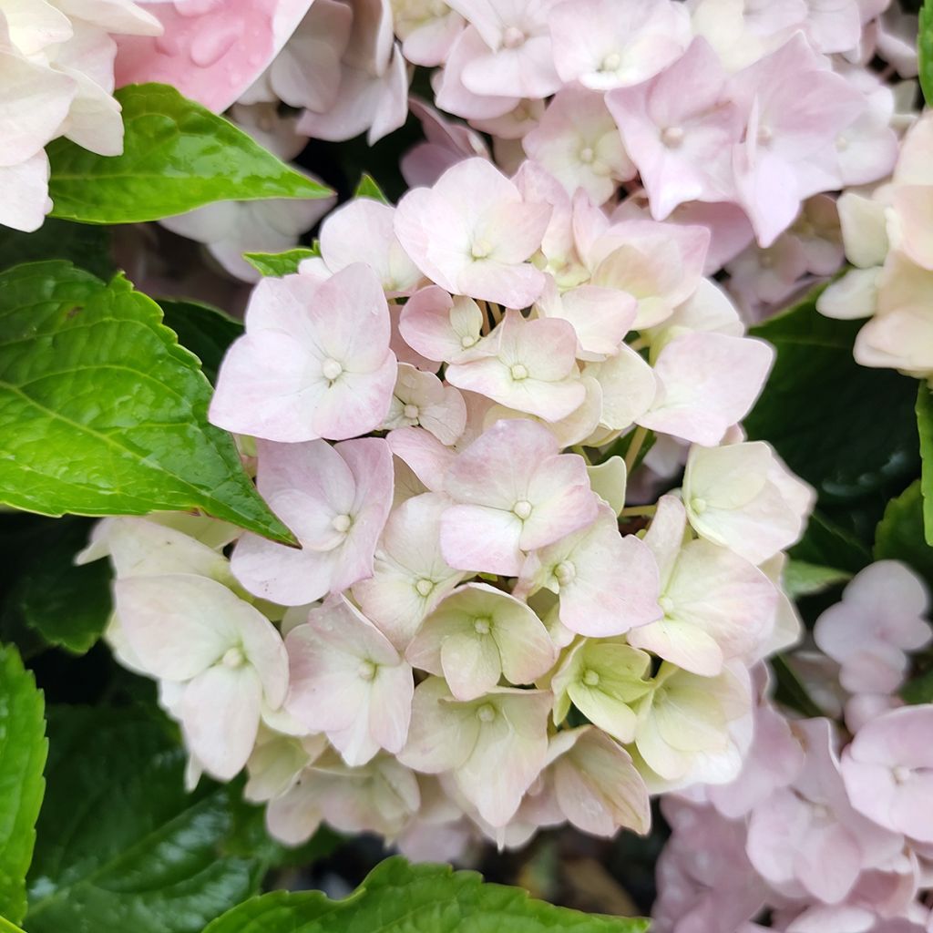 Jalohortensia Soft Pink Salsa