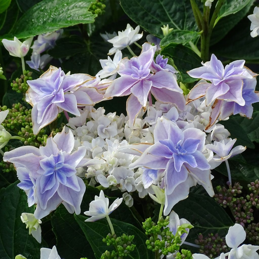 Jalohortensia Stargazer