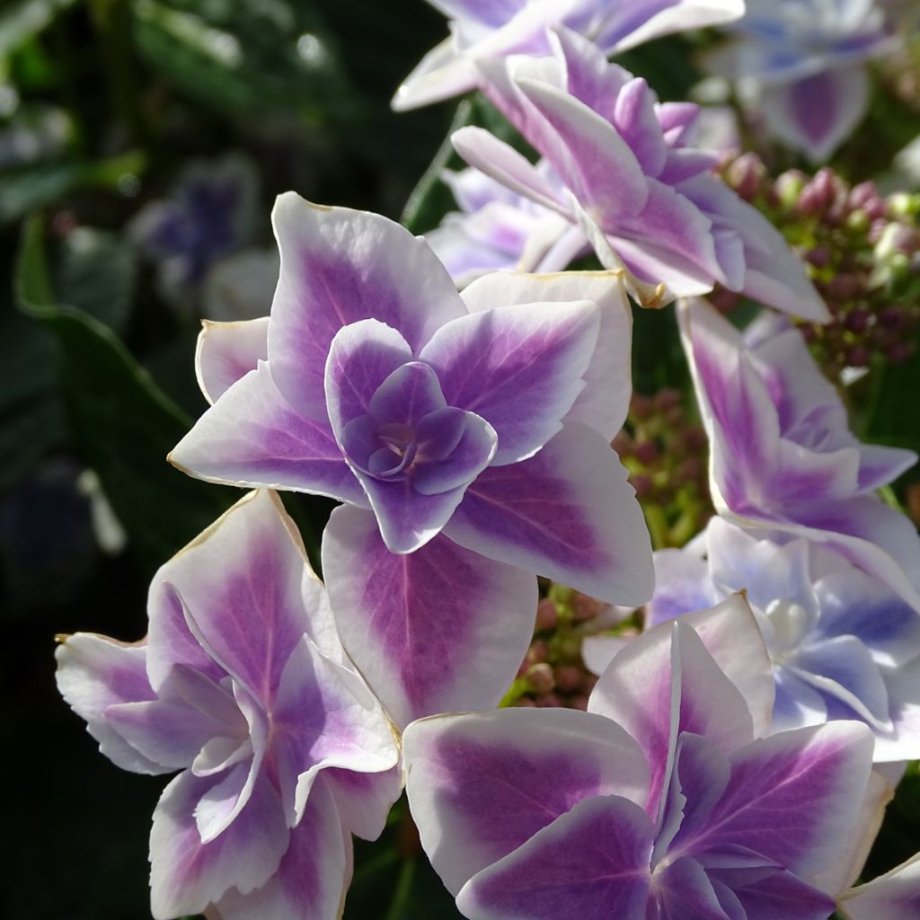 Jalohortensia Stargazer