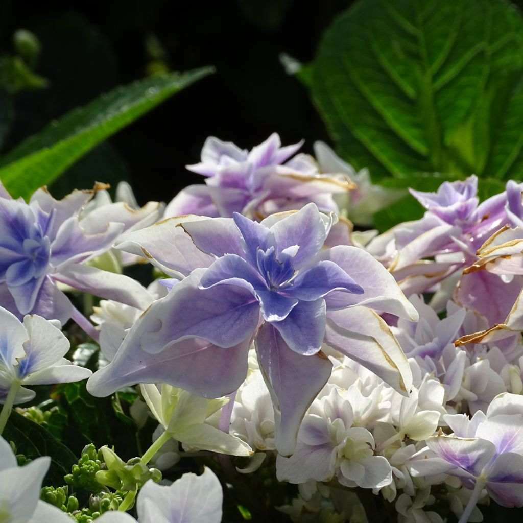 Jalohortensia Stargazer