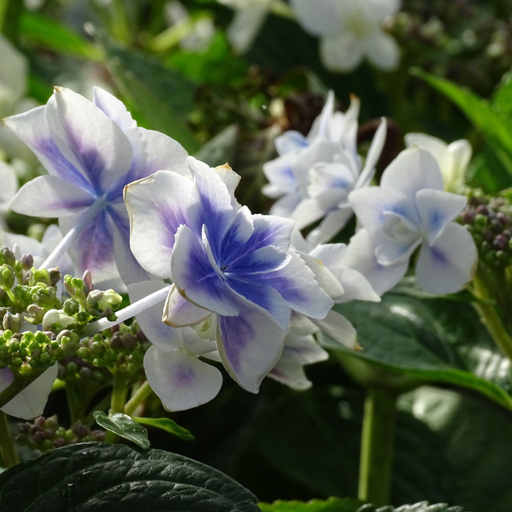 Jalohortensia Stargazer