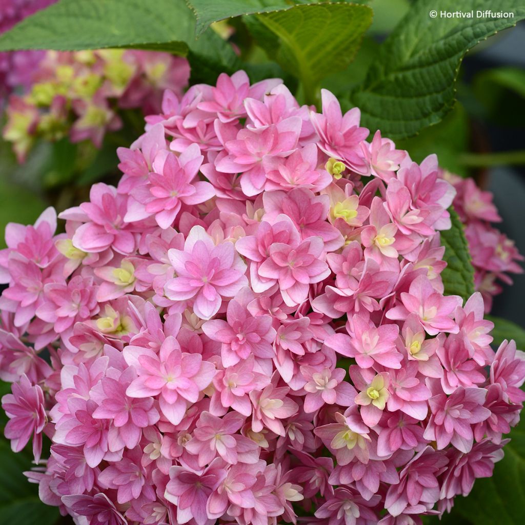 Jalohortensia Stellar (vaaleanpunainen)