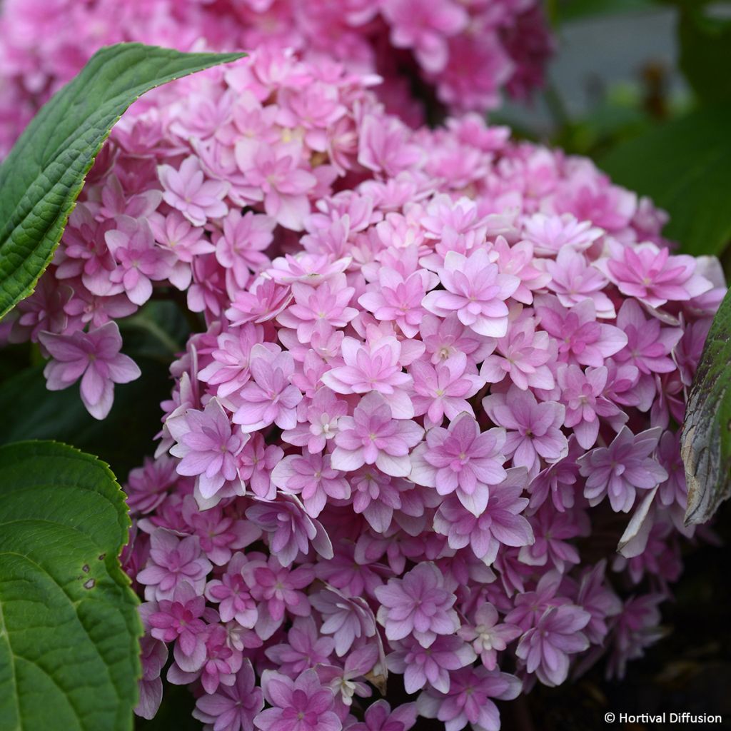 Jalohortensia Stellar (vaaleanpunainen)