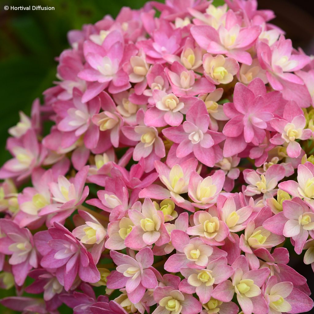 Jalohortensia Stellar (vaaleanpunainen)