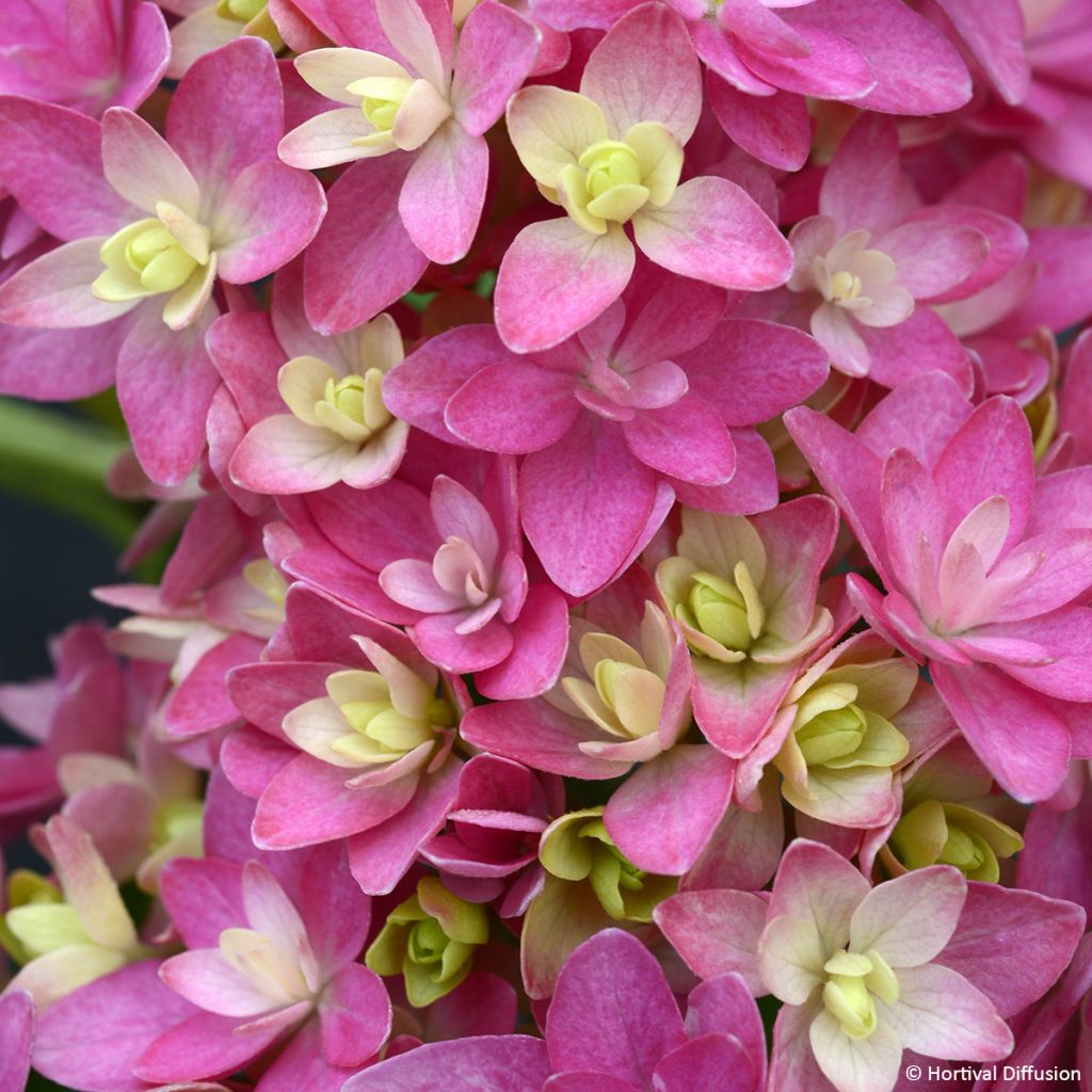 Jalohortensia Stellar (vaaleanpunainen)