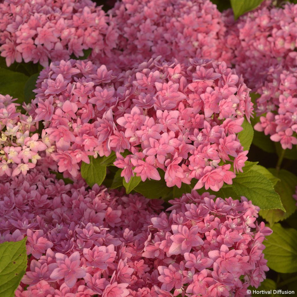 Jalohortensia Stellar (vaaleanpunainen)