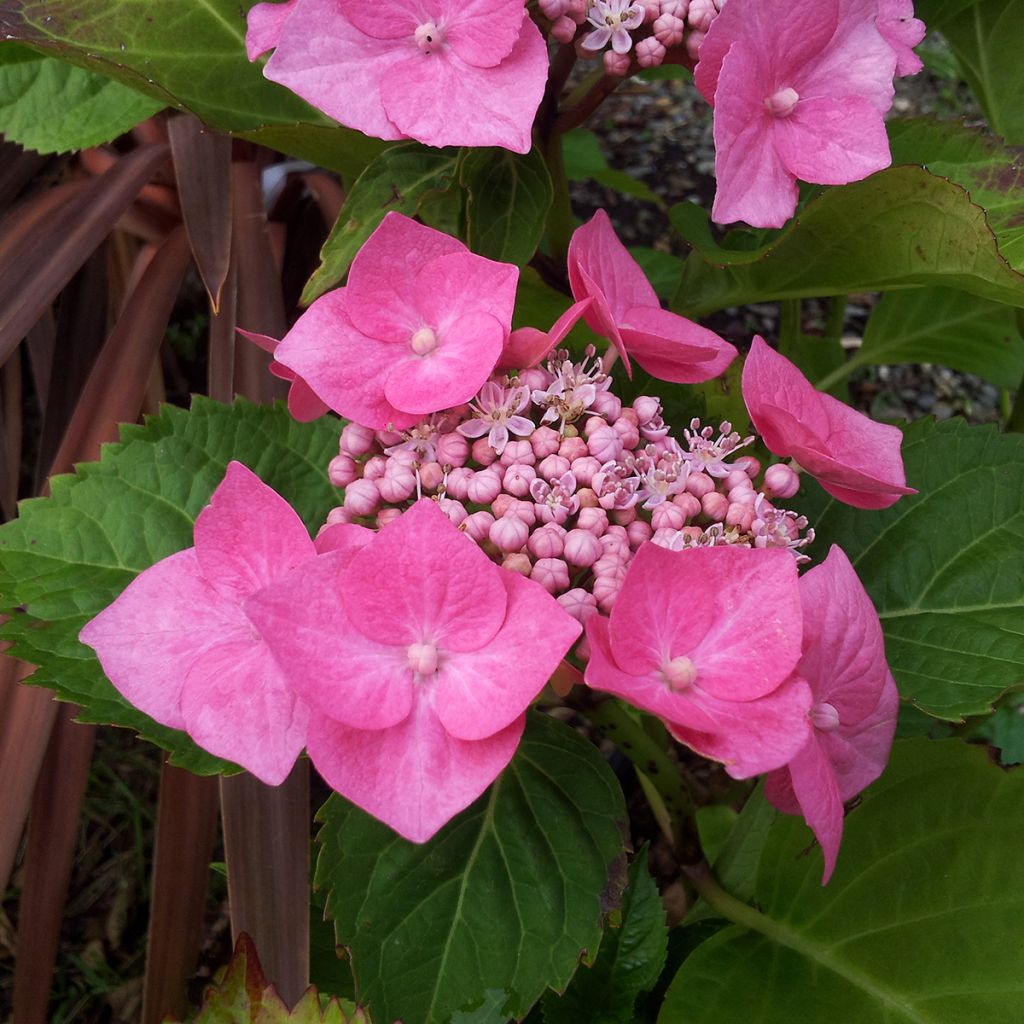 Jalohortensia Teller Pink