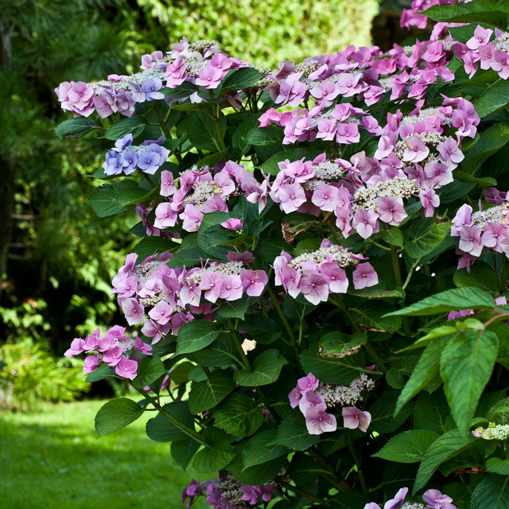 Jalohortensia Teller Pink