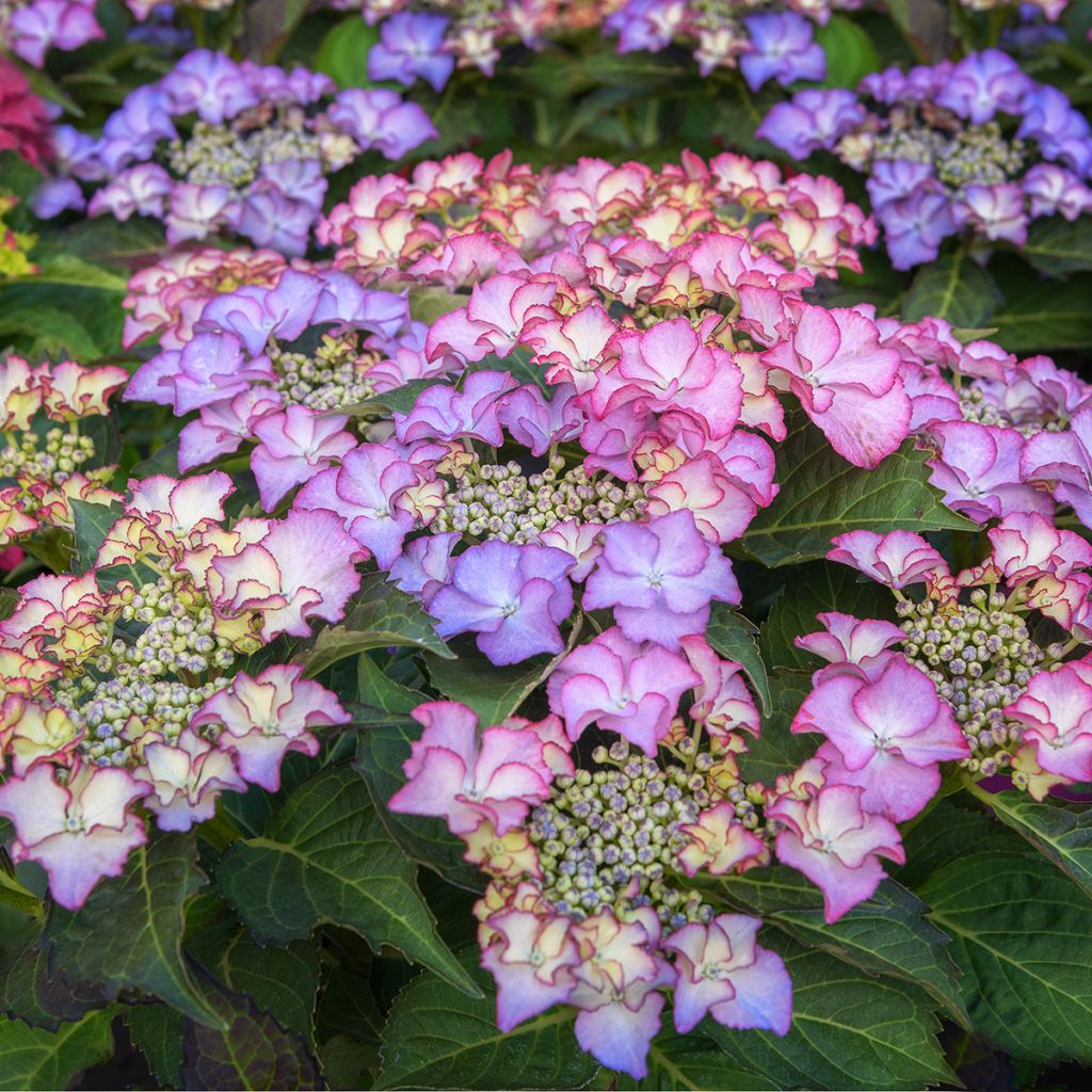 Jalohortensia Tiffany