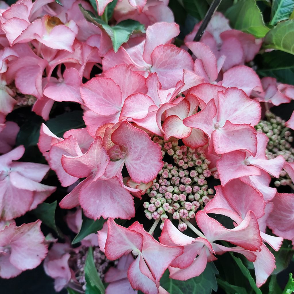 Jalohortensia Tiffany