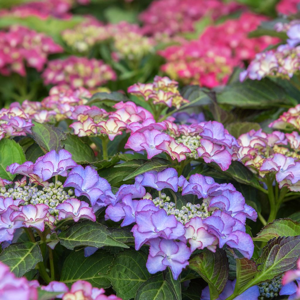 Jalohortensia Tiffany