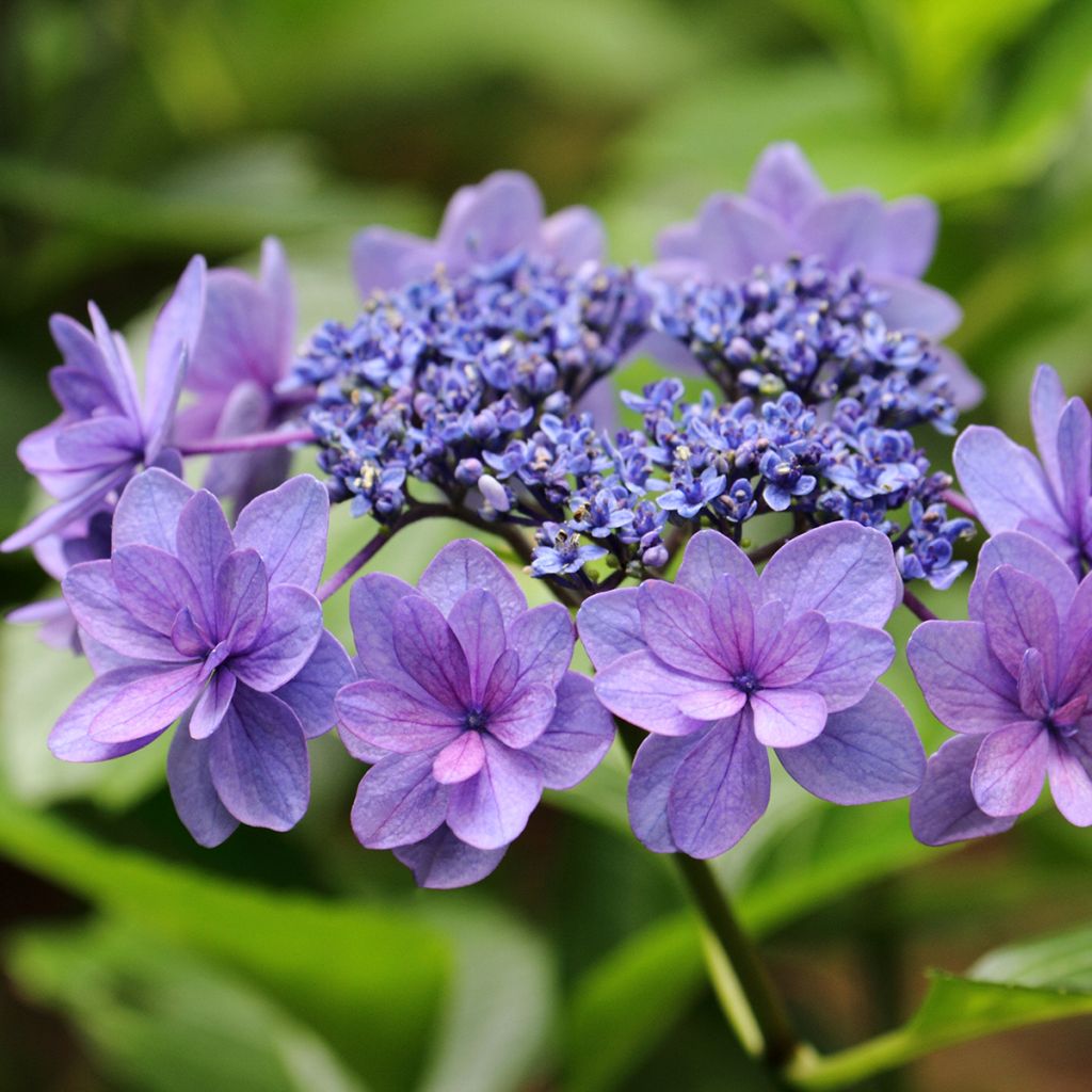 Jalohortensia Tinkerbell