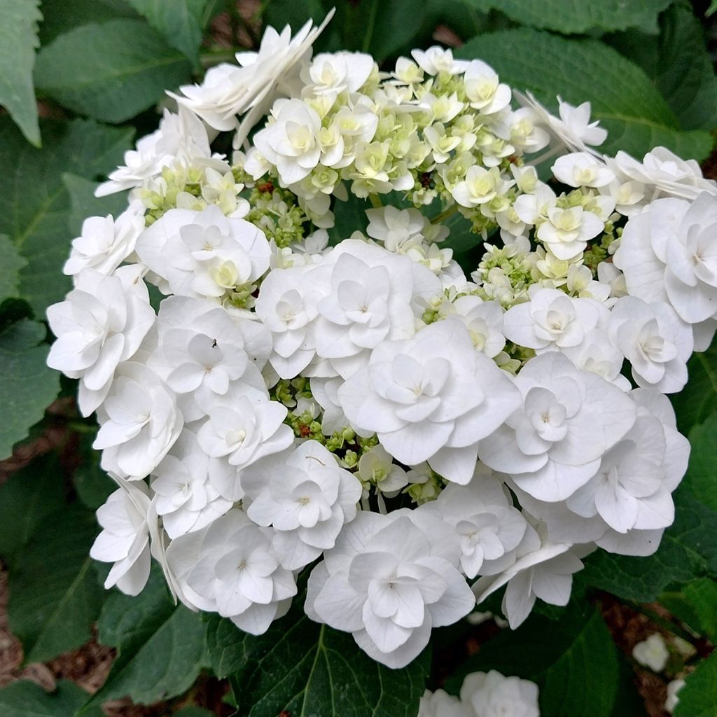 Jalohortensia Wedding Gown