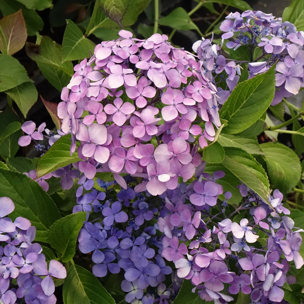 Jalohortensia Yamato