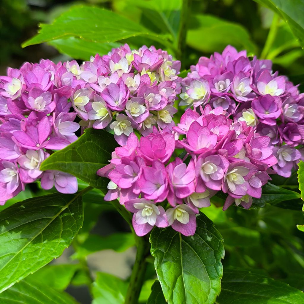 Jalohortensia You and Me Together