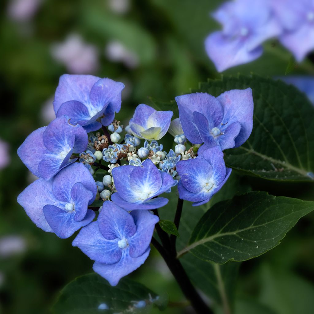 Jalohortensia Zorro