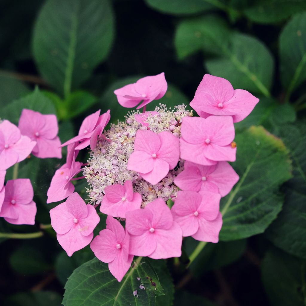Jalohortensia Zorro vaaleanpunainen