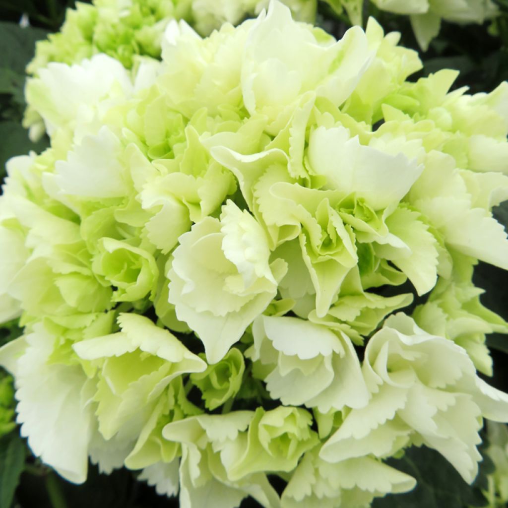 Jalohortensia Bright White