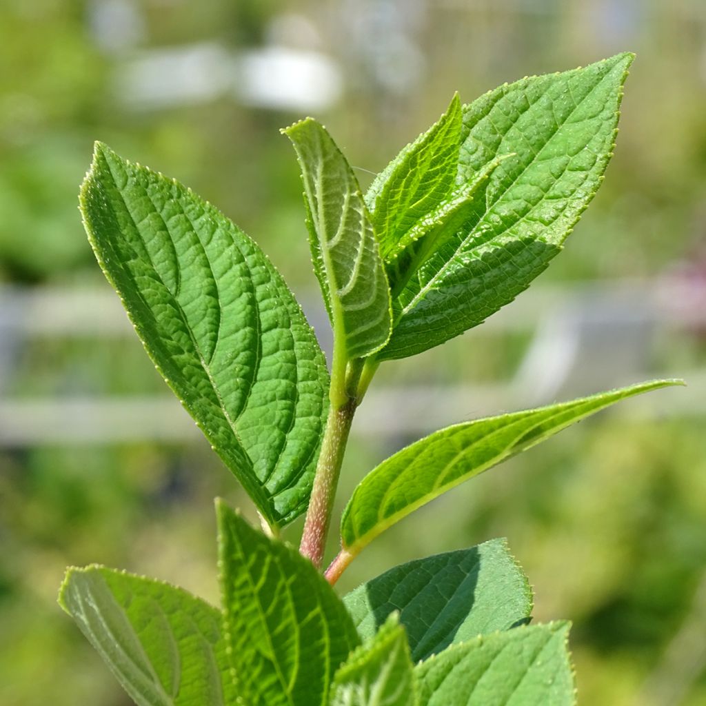 Syyshortensia Early Sensation