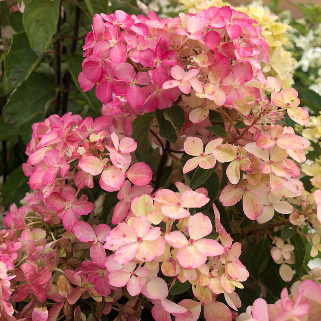 Syyshortensia Fraise Melba