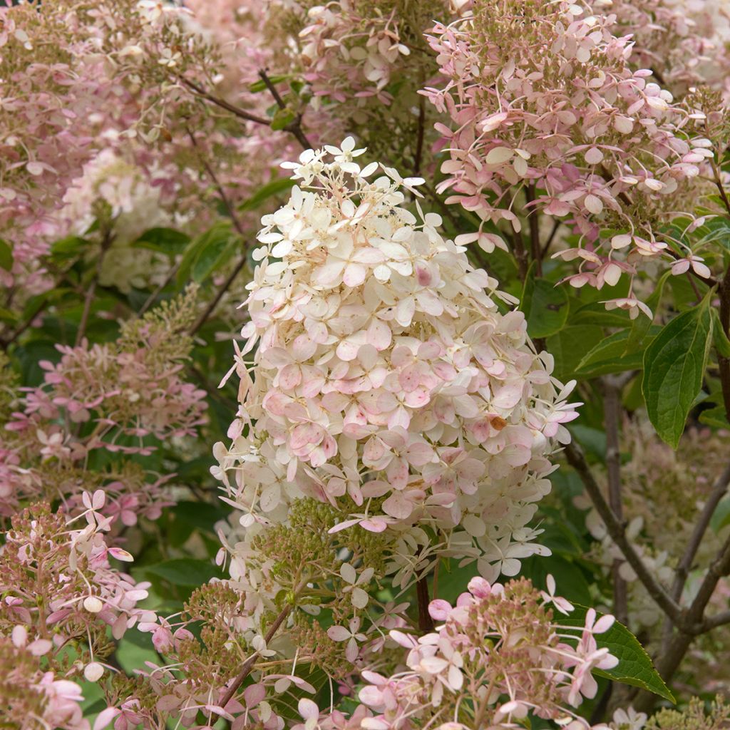 Syyshortensia Pink diamond