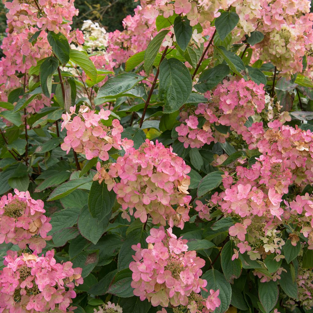 Syyshortensia Pink diamond