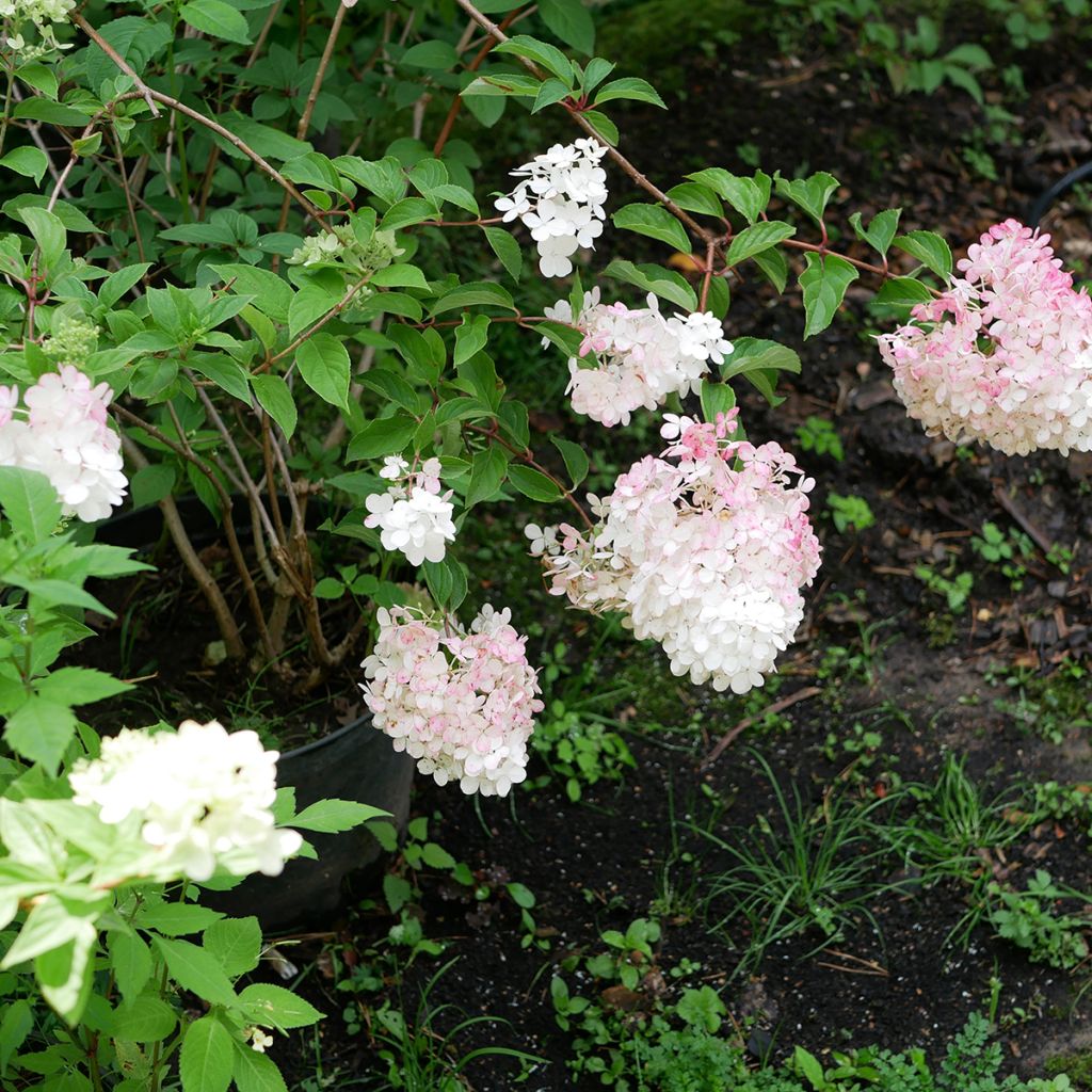 Syyshortensia Pink diamond