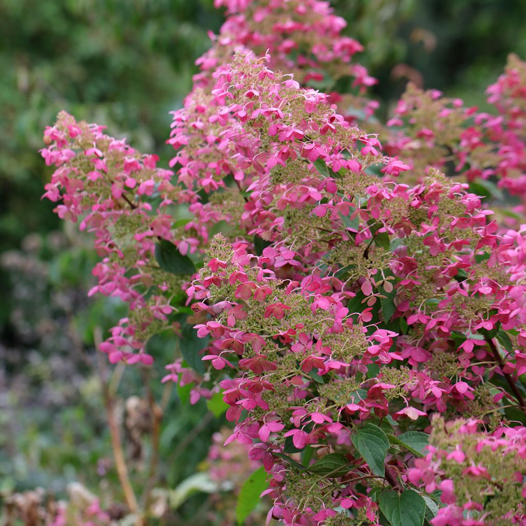 Syyshortensia Pink diamond