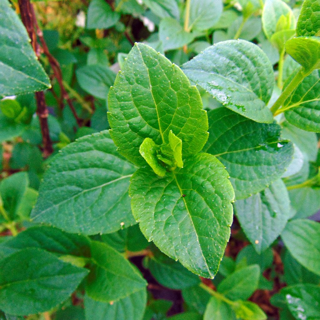 Syyshortensia Sundae Fraise