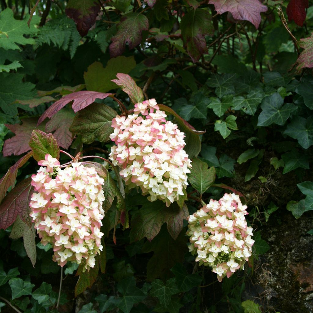 Tammihortensia Snowflake