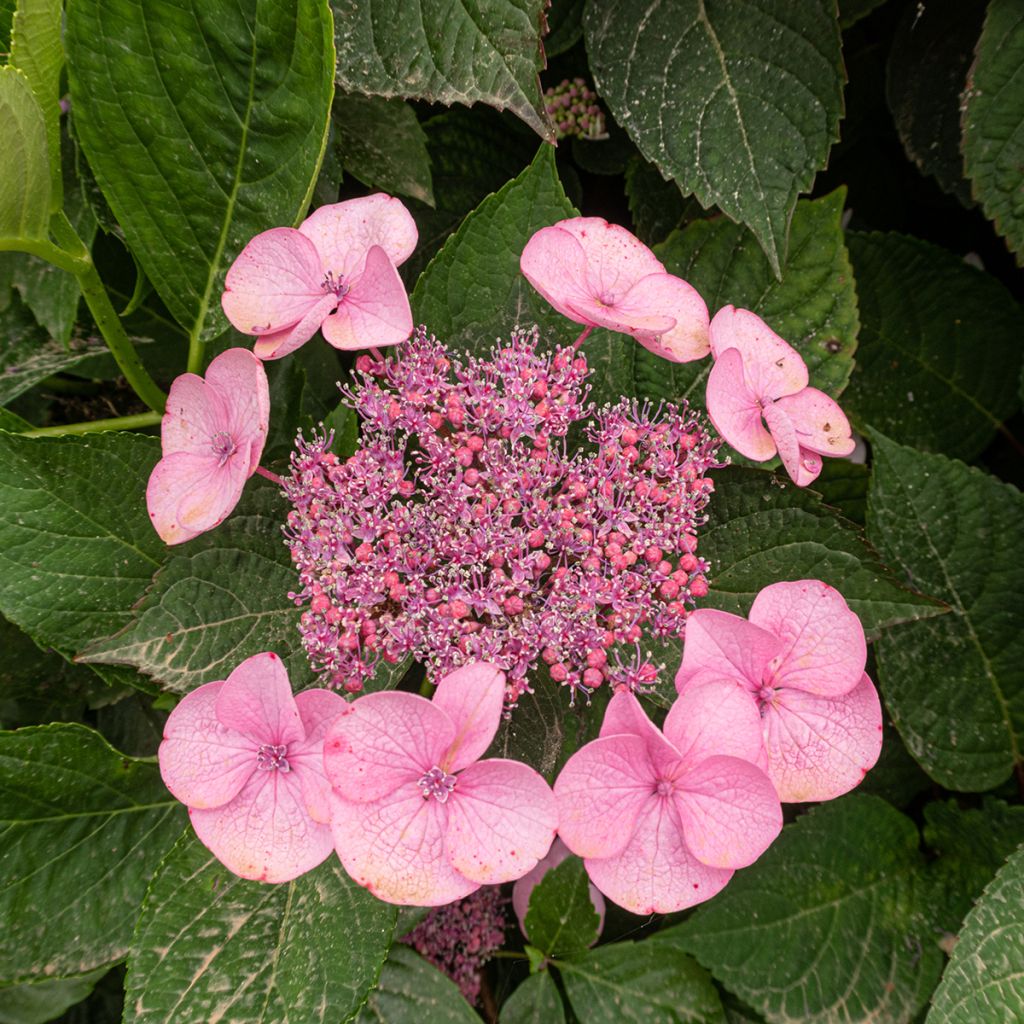 Safiirihortensia Avelroz