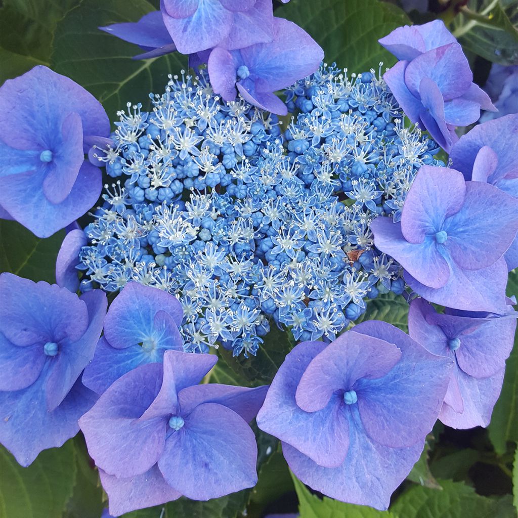 Safiirihortensia Blue Bird