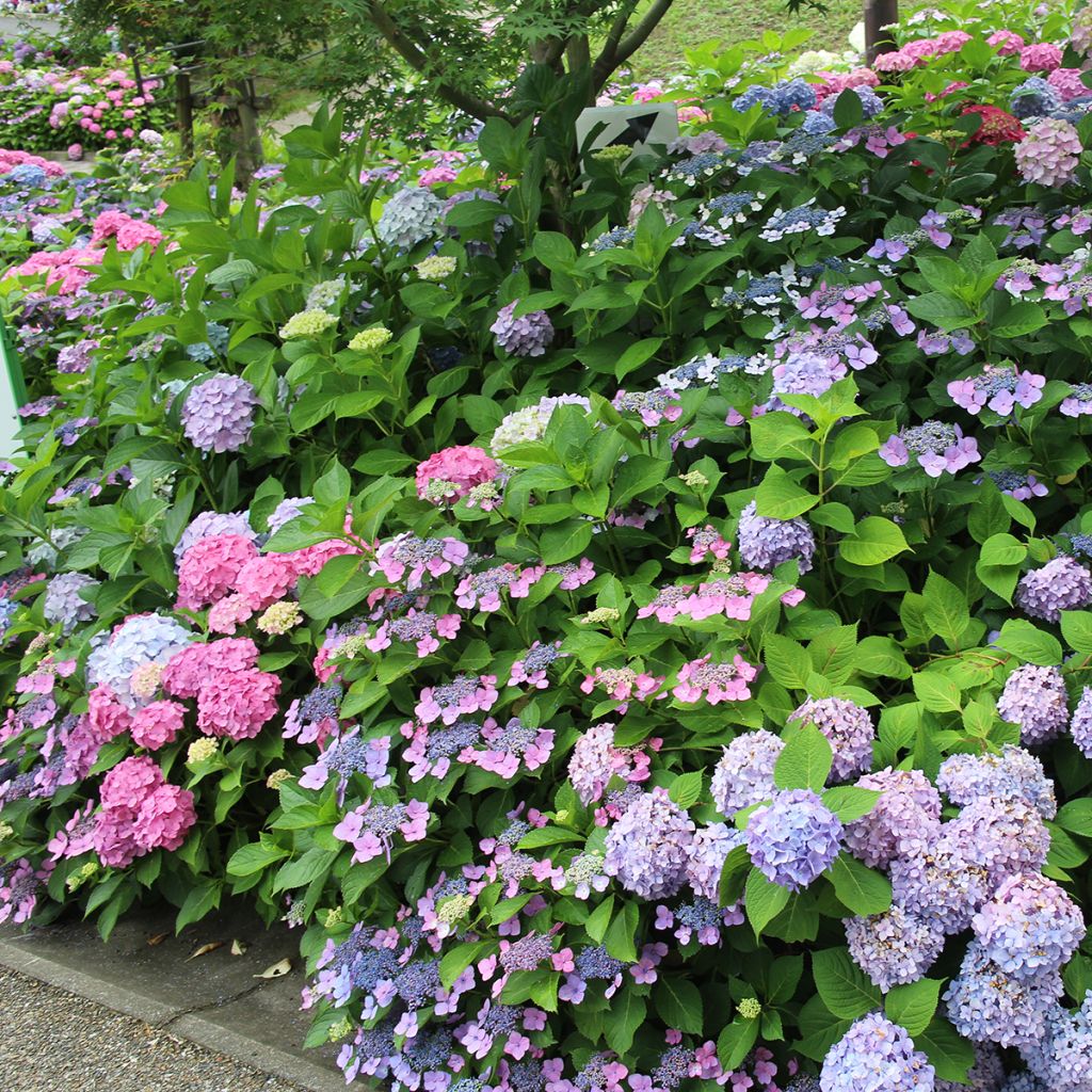 Safiirihortensia Blue Bird