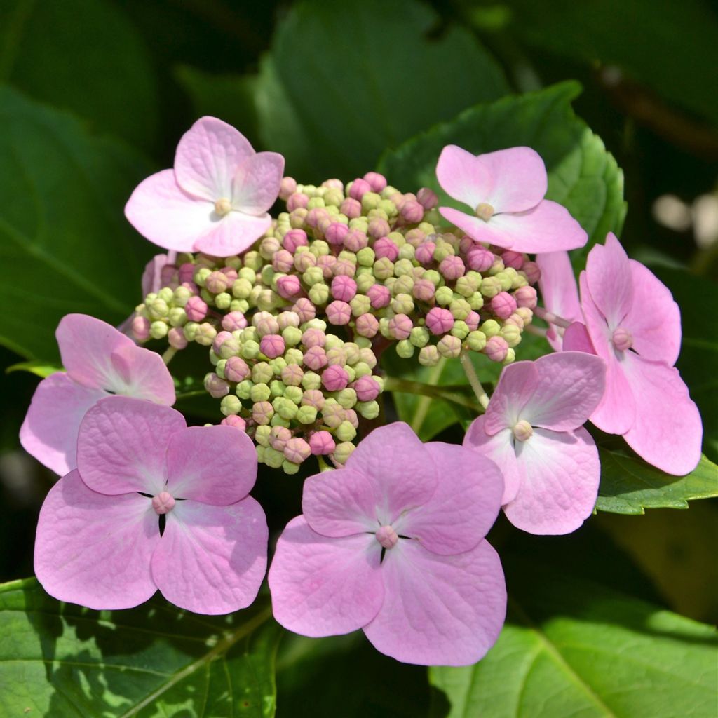 Safiirihortensia Blue Bird