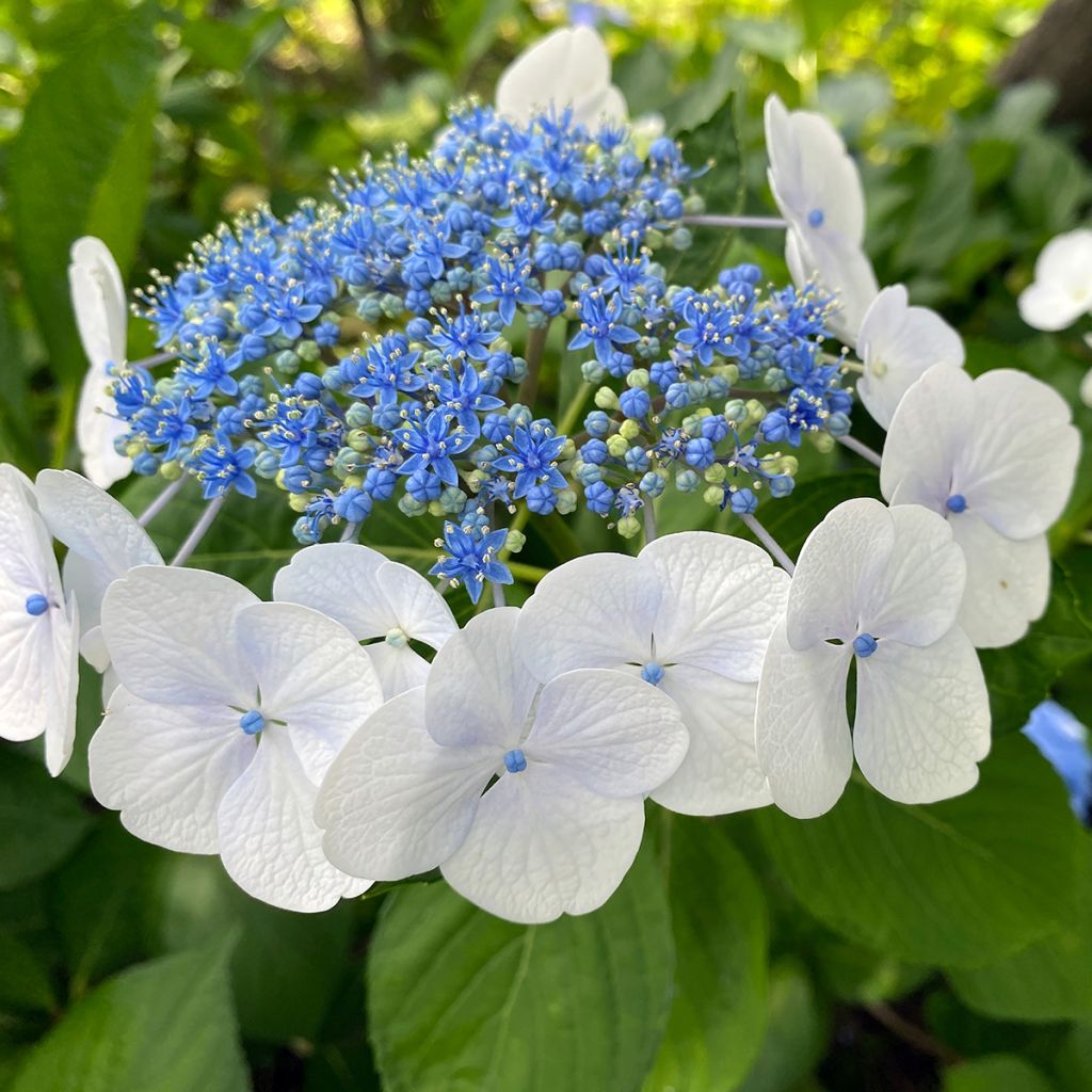 Safiirihortensia Blue Bird