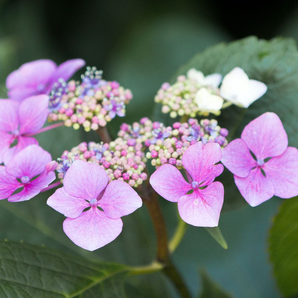 Safiirihortensia Blue Deckle