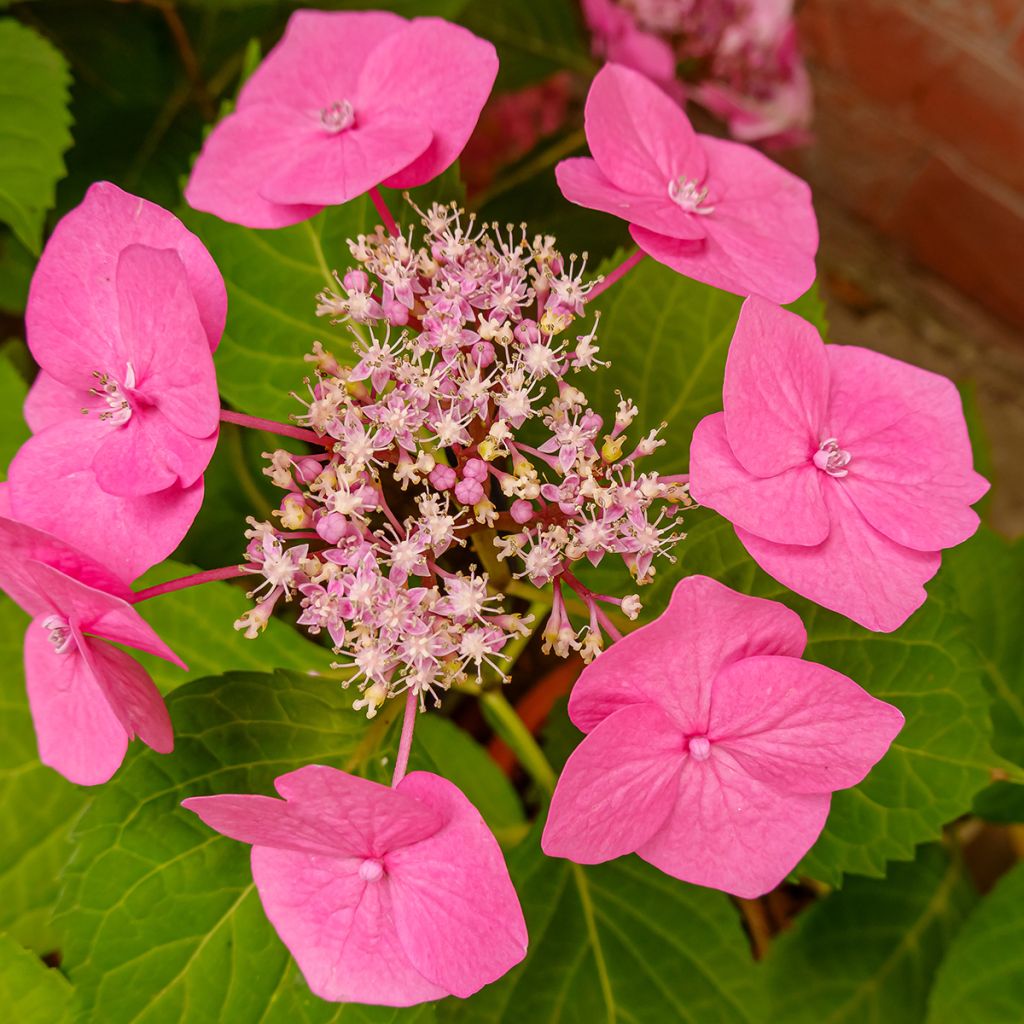Safiirihortensia Cotton Candy